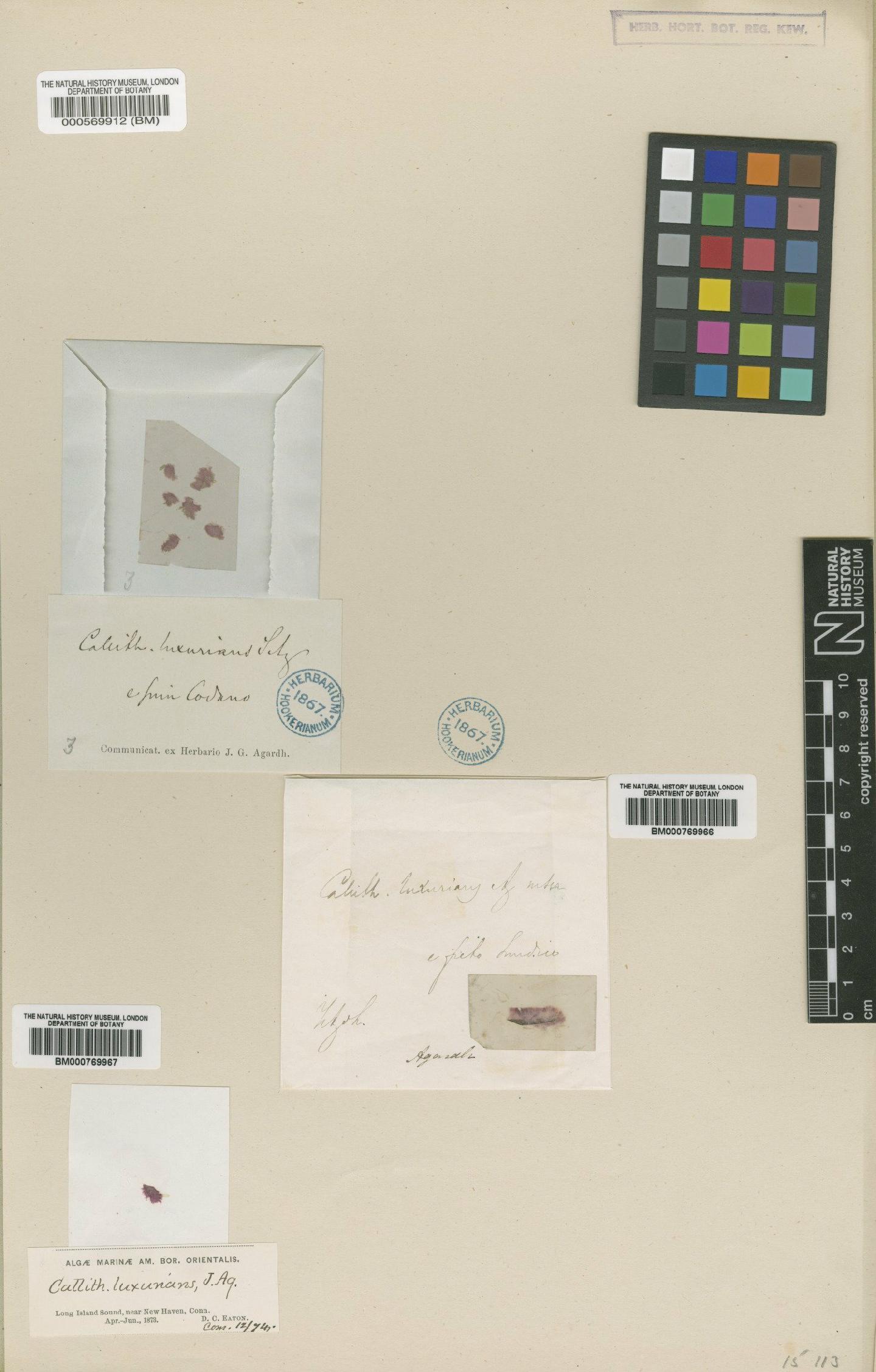 To NHMUK collection (Audouinella secundata (Lyngbye) Woelkerling; Type; NHMUK:ecatalogue:545389)