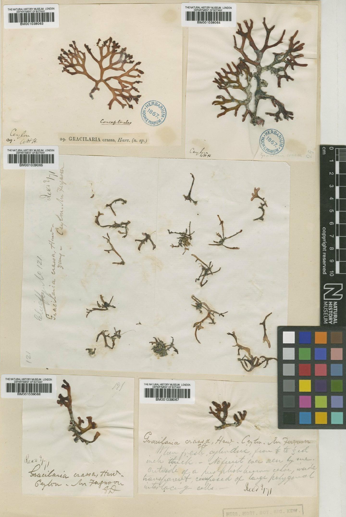 To NHMUK collection (Gracilaria crassa Harv. ex J.Agardh; TYPE; NHMUK:ecatalogue:706290)