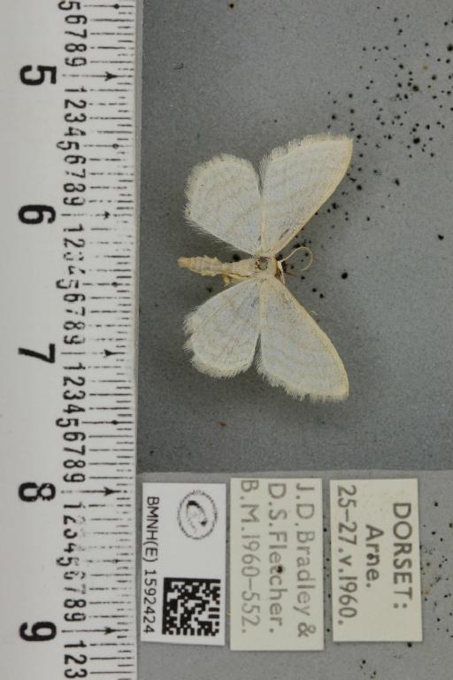 Idaea subsericeata (Haworth, 1809) - BMNHE_1592424_263421