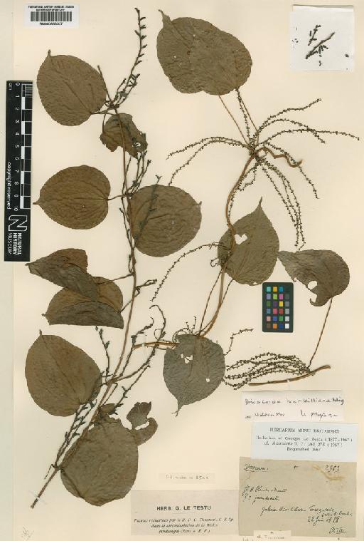 Dioscorea bulbifera L. - BM000833007