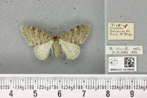 Trichopteryx carpinata ab. obscura Lempke, 1950 - BMNHE_1836648_409685