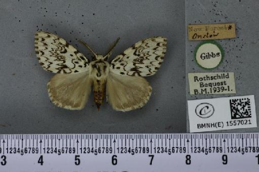 Lymantria monacha (Linnaeus, 1758) - BMNHE_1557021_251764