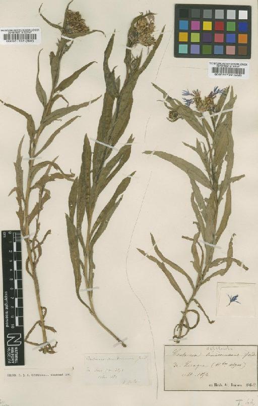 Centaurea triumfetti subsp. semidecurrens (Jord.) Dostál - BM000551728