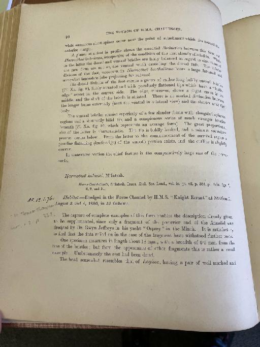 Lagisca crosetensis McIntosh, 1885 - Challenger Polychaete Scans of Book 52