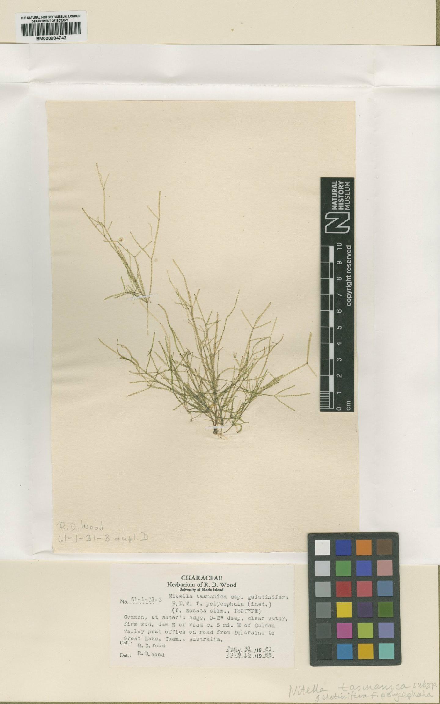 To NHMUK collection (Nitella gelatinifera (R.D.Wood) R.D.Wood; Isotype; NHMUK:ecatalogue:2795239)