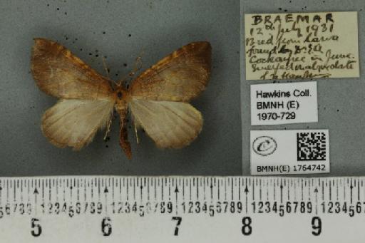 Eulithis populata (Linnaeus, 1758) - BMNHE_1764742_344663