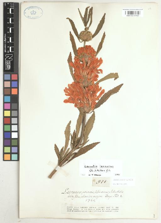 Leonotis leonurus (L.) R.Br. - BM013719237