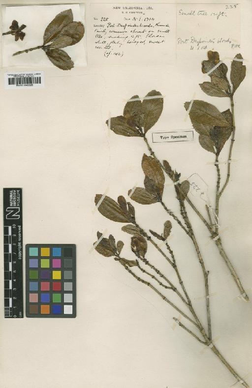 Gardenia sylvestris S.Moore - BM001040320