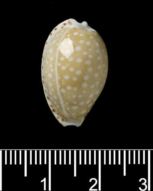 Cypraea gaskoini Reeve, 1846 - 1988054b