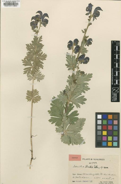 Aconitum smithii Ulbr. ex Hand.-Mazz. - BM000514311