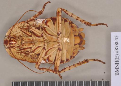 Polyzosteria pulchra Mackerras, 1965 - Polyzosteria pulchra Mackerras, 1965, female, paratype, ventral. Photographer: Heidi Hopkins. BMNH(E)#878045