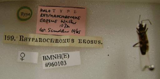 Rhyparochromus erosus Walker, 1872 - Rhyparochromus erosus-BMNH(E)960103-Holotype female labels