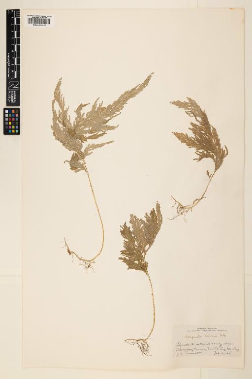 Selaginella biformis A.Braun ex Kuhn - 000779620