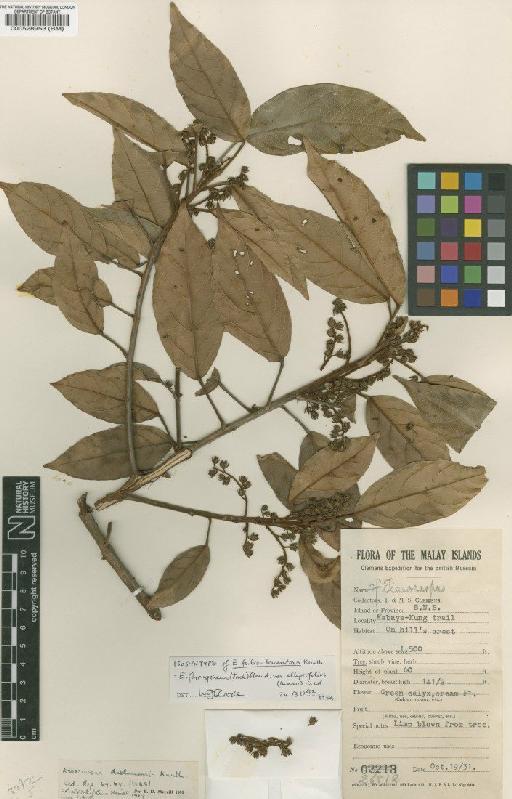 Elaeocarpus ferrugineus var. elliptifolius (Merr.) Coode - BM000528953