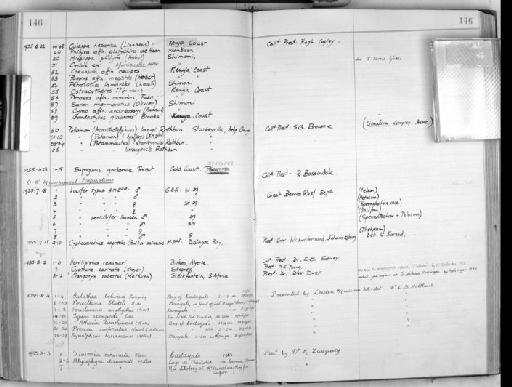 Saron marmoratus (Olivier, 1811) - Zoology Accessions Register: Crustacea: 1935 - 1962: page 146