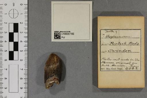 Peloneustes philarchus (Seeley, 1869) - 010036765_L010093345_(1)