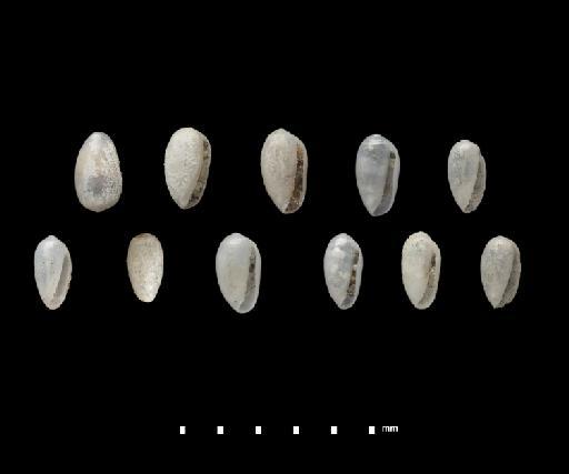 Marginella (Volvaria) consanguinea Smith, 1890 - 1889.10.1.397-411b