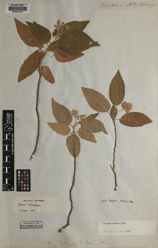 Solanum milnei Seem. - BM000846966