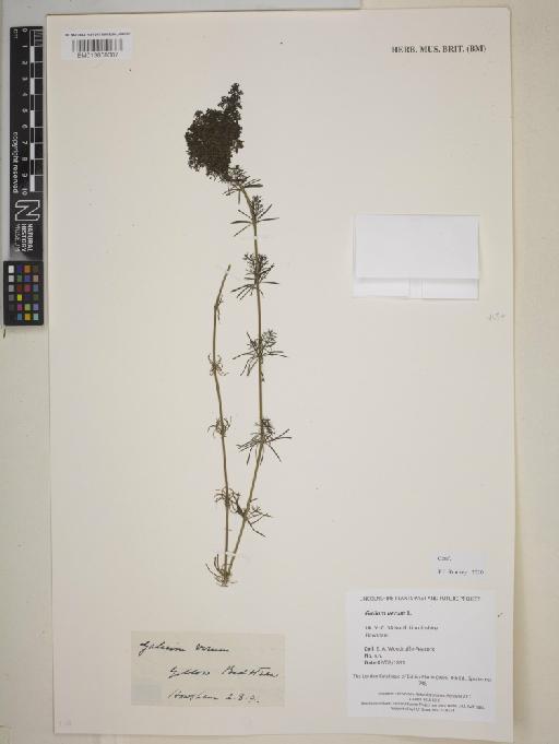 Galium verum L. - BM013858007