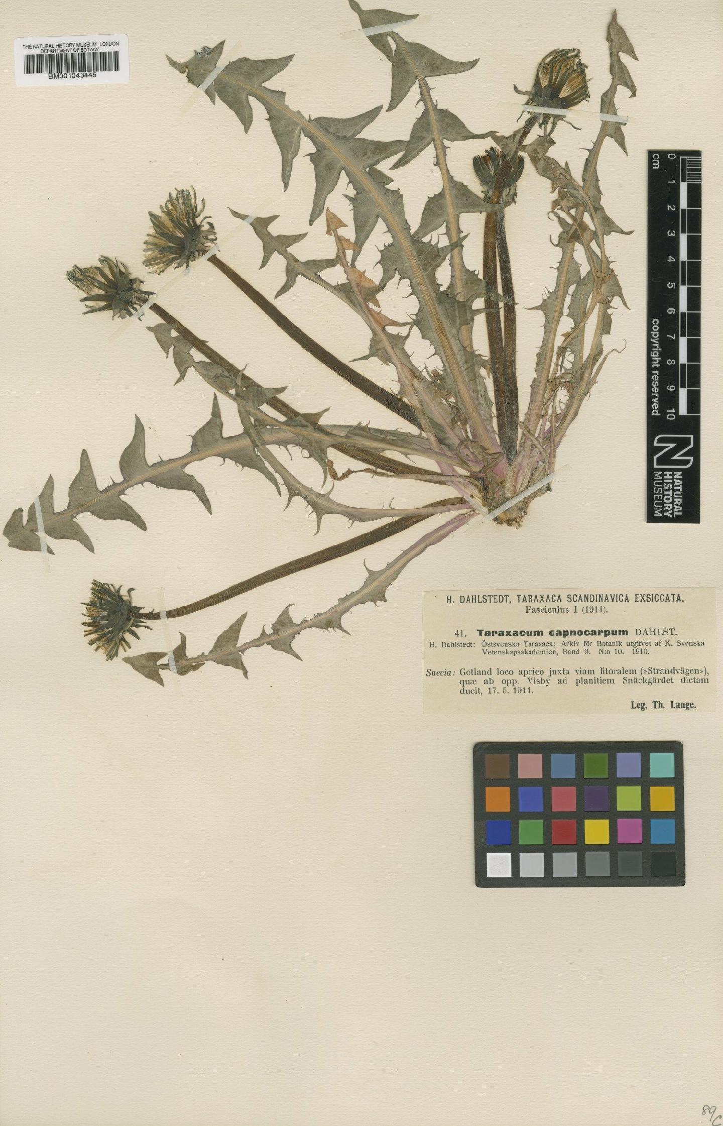 To NHMUK collection (Taraxacum capnocarpum Dahlst.; Type; NHMUK:ecatalogue:1998262)