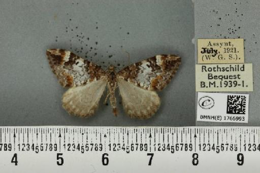 Dysstroma truncata truncata (Hufnagel, 1767) - BMNHE_1766993_347878