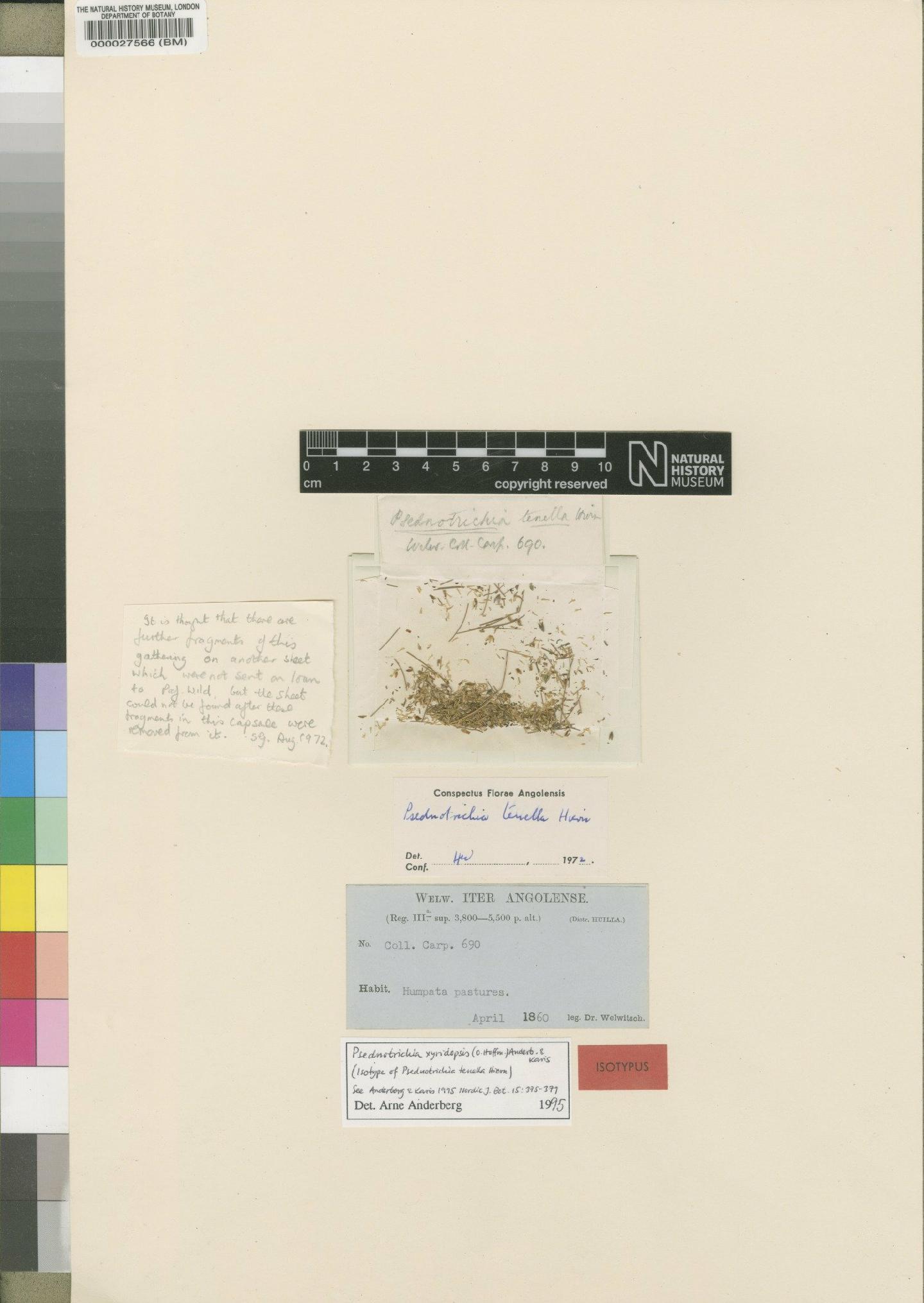 To NHMUK collection (Psednotrichia tenella Hiern; Isotype; NHMUK:ecatalogue:4528768)