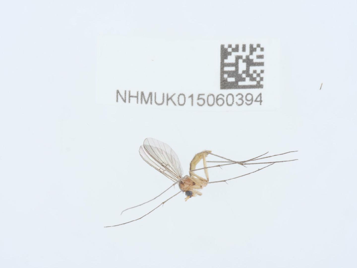 Mycomya neohyalinata