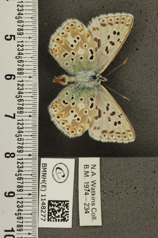 Lysandra coridon ab. semicostajuncta Bright & Leeds, 1938 - BMNHE_1148277_101389