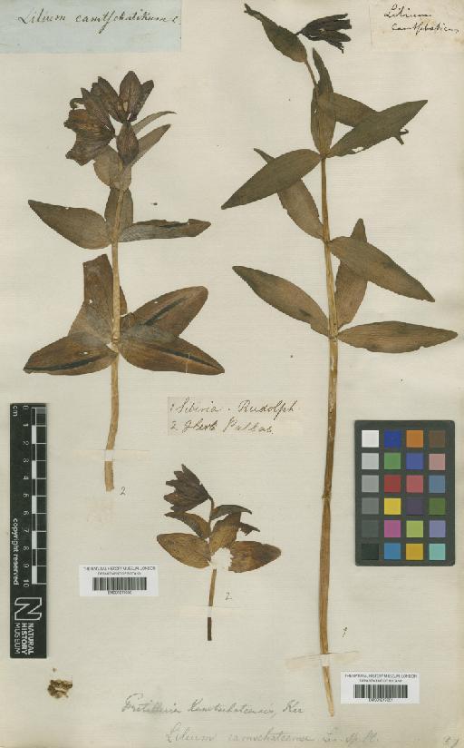 Fritillaria camschatcensis (L.) Ker Gawl. - BM001217051