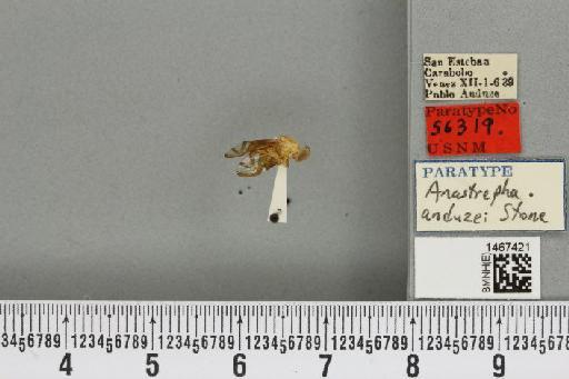 Anastrepha anduzei Stone, 1942 - BMNHE_1467421_40316