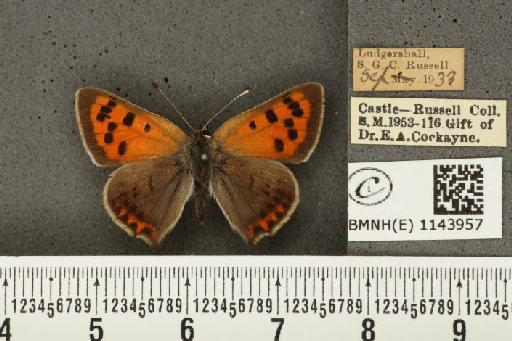 Lycaena phlaeas eleus ab. partimauroradiata Leeds, 1938 - BMNHE_1143957_108939