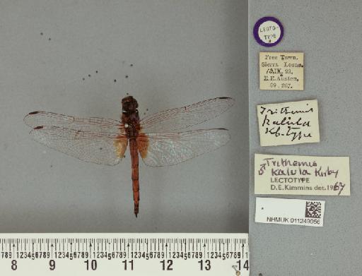 Trithemis kalula Kirby, 1900 - 011249056_Trithemis_kalula_T_labels