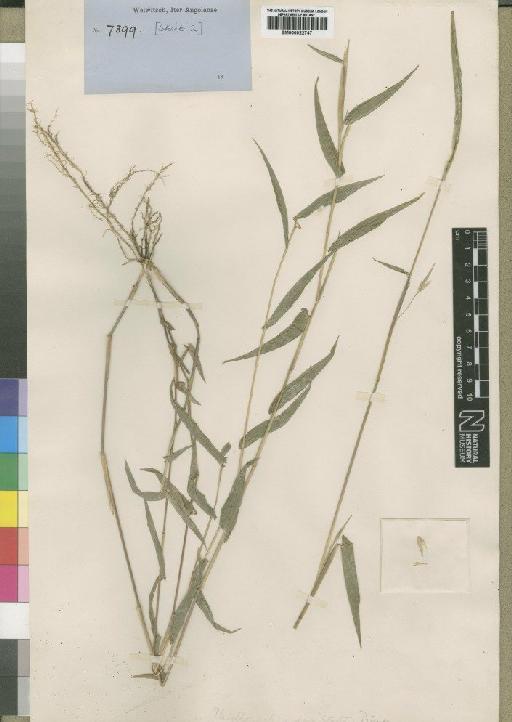 Phyllorachis sagittata Trimen - BM000922747