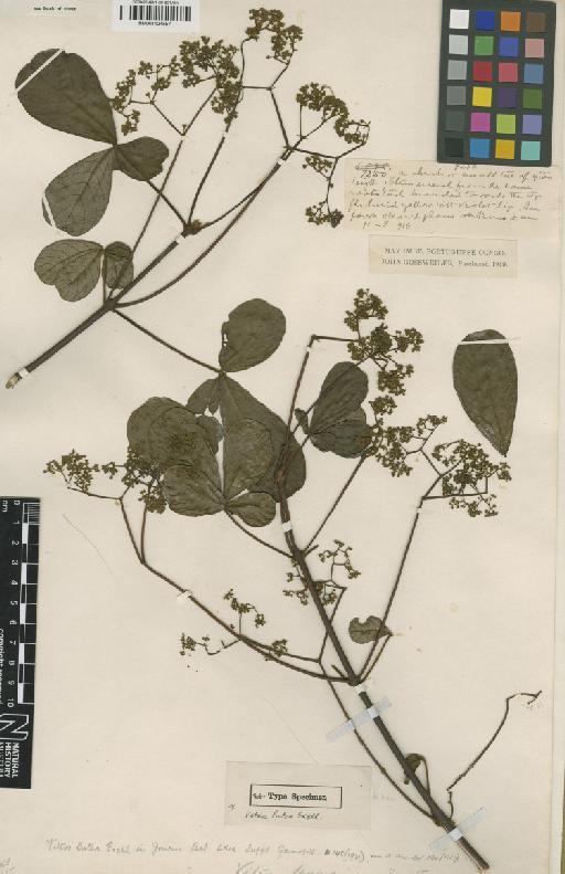 Vitex ferruginea Schumach. & Thonn. - BM001124557