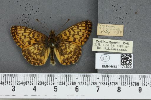 Boloria selene selene ab. fulva Gillmer, 1907 - BMNHE_1174599_30220