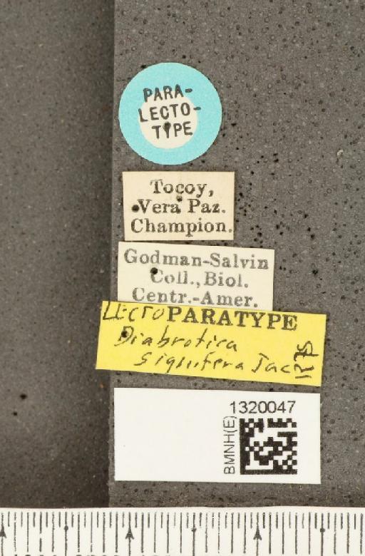 Diabrotica signifera Jacoby, 1887 - BMNHE_1320047_label_18049