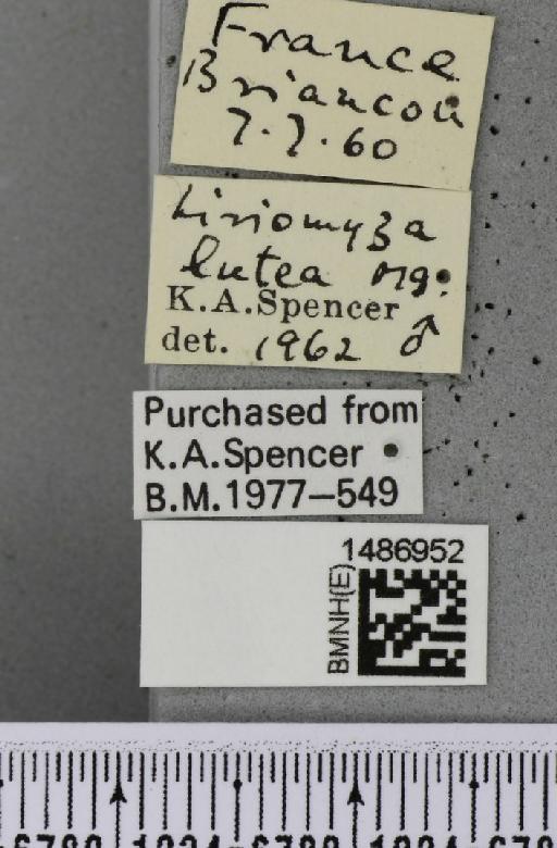 Liriomyza lutea (Meigen, 1830) - BMNHE_1486952_label_50555