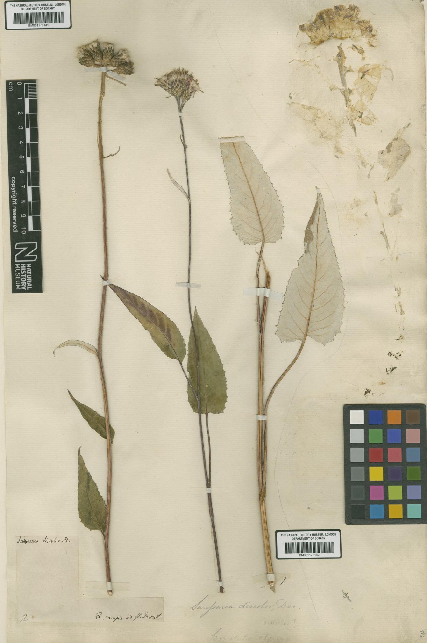 To NHMUK collection (Saussurea discolor (Willd.) DC.; NHMUK:ecatalogue:8962684)