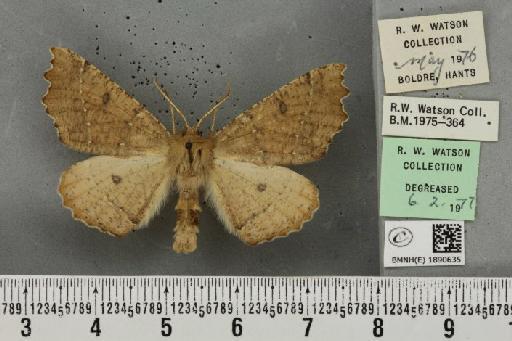 Odontopera bidentata (Clerck, 1759) - BMNHE_1890635_452728