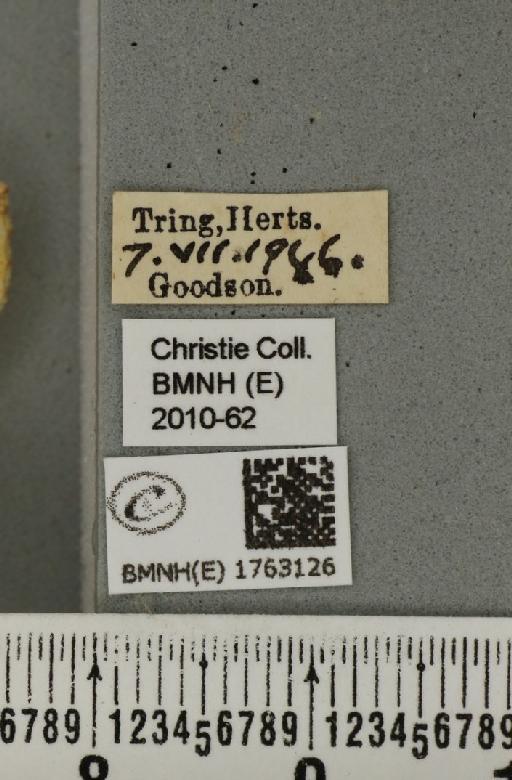Eulithis mellinata (Fabricius, 1787) - BMNHE_1763126_label_345068