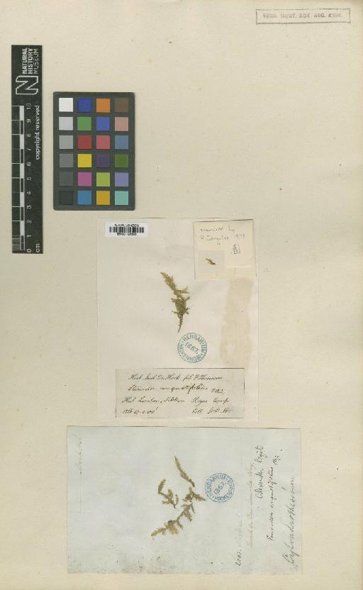 Entodon angustifolius (Mitt.) A.Jaeger - BM001108588_a