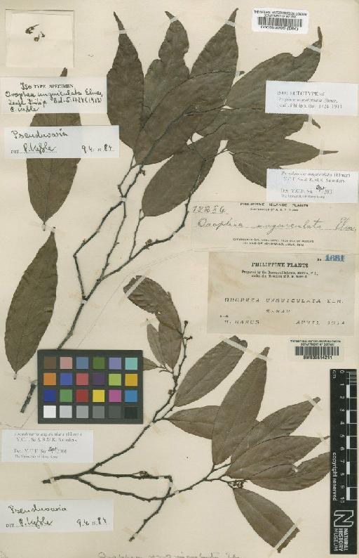 Pseuduvaria unguiculata (Elmer) Y.C.F.Su & R.M.K.Saunders - BM000553998