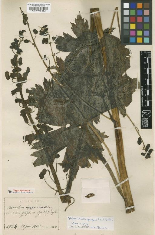 Aconitum gigas H.Lév. & Vaniot - BM000573752