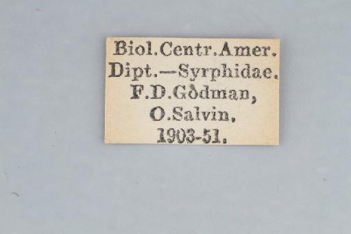 Leucopodella gracilis (Williston, 1891) - Leucopodella gracilis LT labels3