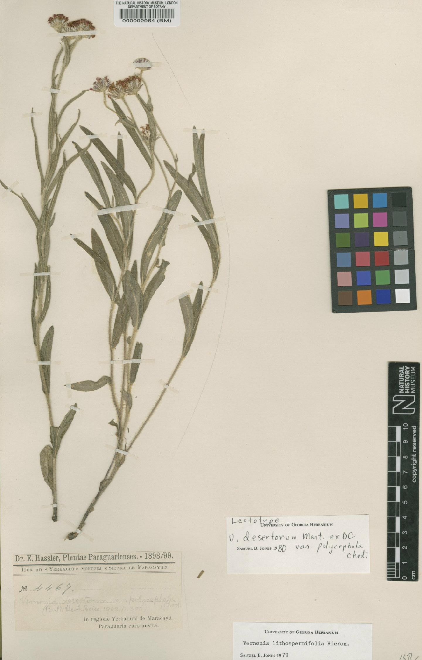 To NHMUK collection (Vernonia lithospermifolia Hieron.; Lectotype; NHMUK:ecatalogue:4567555)