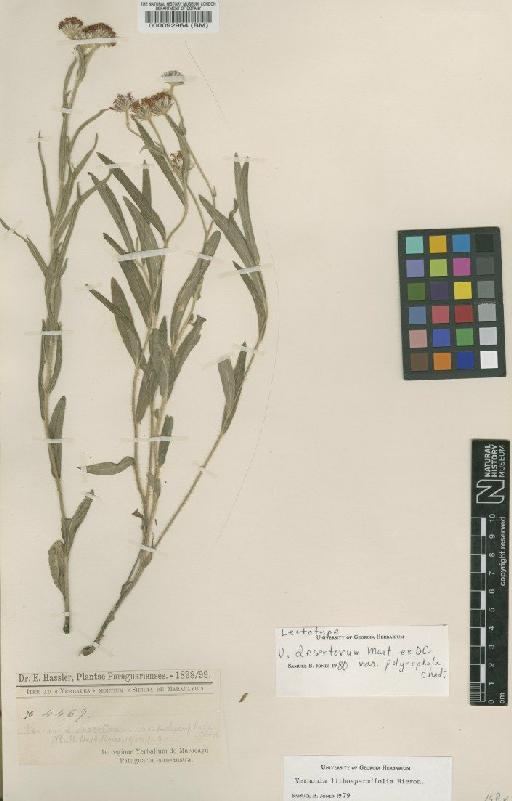 Vernonia lithospermifolia Hieron. - BM000092964