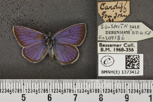 Cyaniris semiargus semiargus (Rottemburg, 1775) - BMNHE_1373412_167416