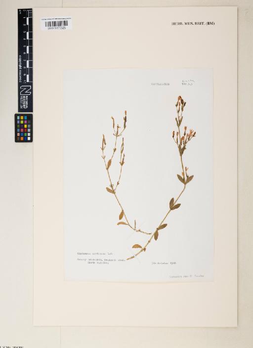 Centaurium erythraea Rafn - 015178525