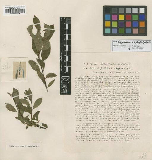Salix phylicifolia L. - BM001066905