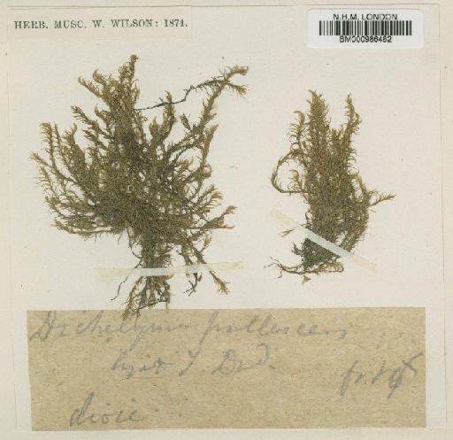 Dichelyma pallescens Bruch, Schimp. & W.Gümbel - BM000986482